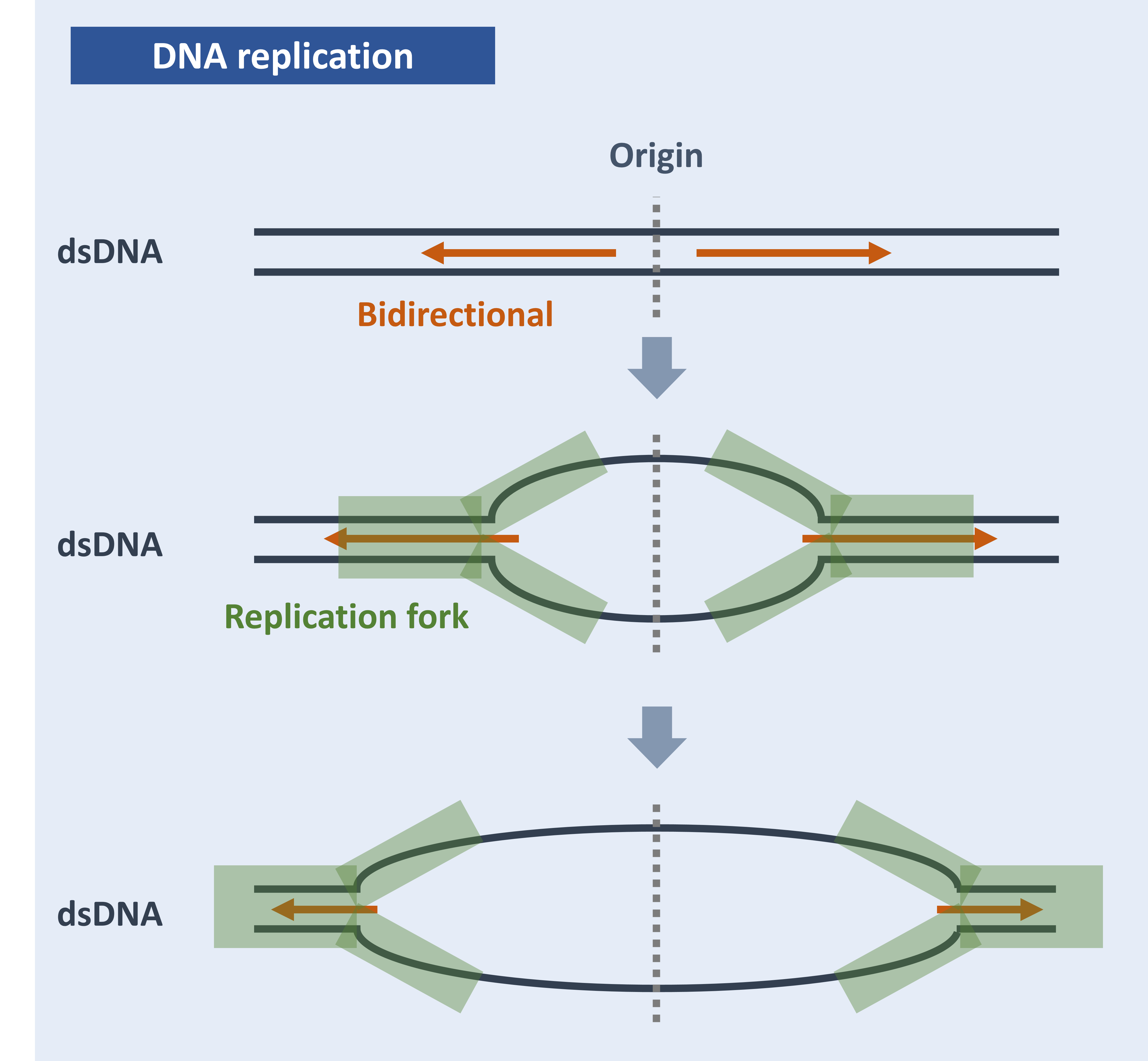 原核生物的DNA複製 Prokaryotic DNA replication (詳細重點整理) - 筆記共享網站