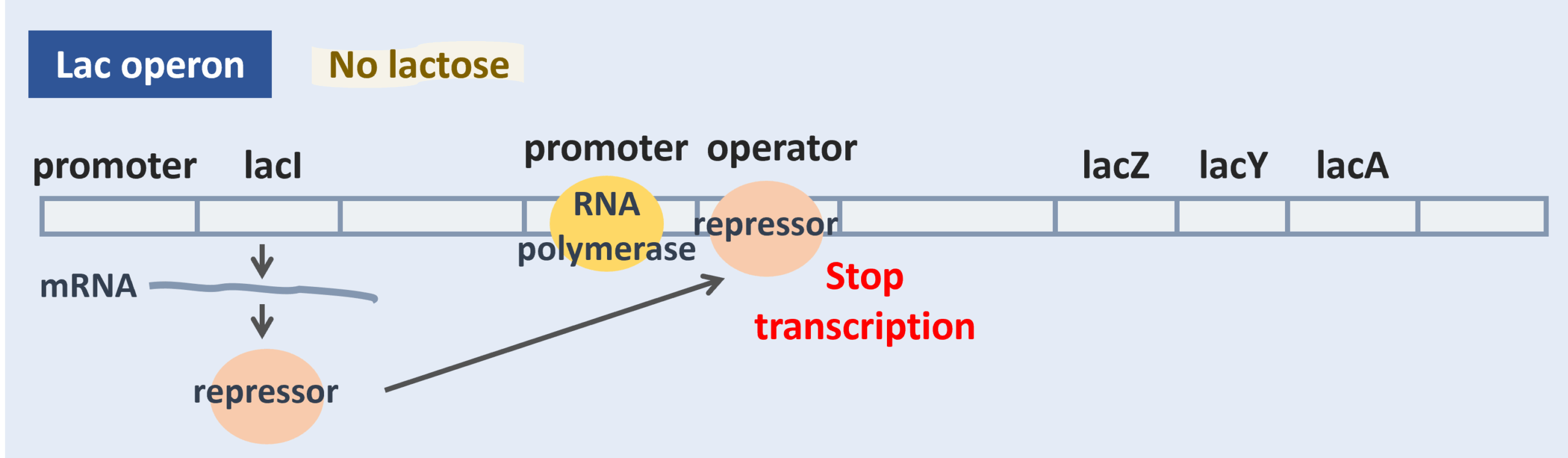lac operon with no lactose