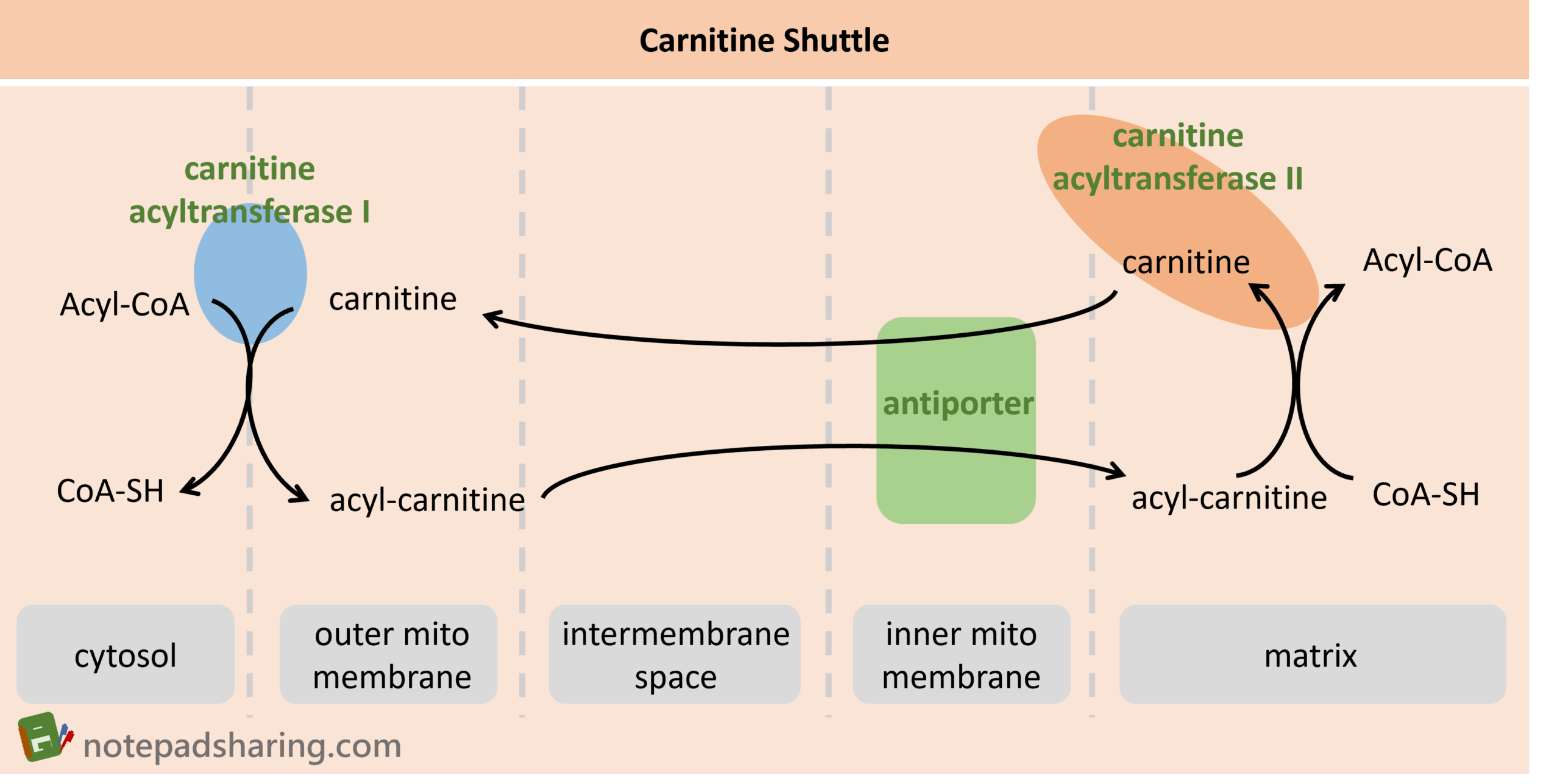 Carnitine Shuttle