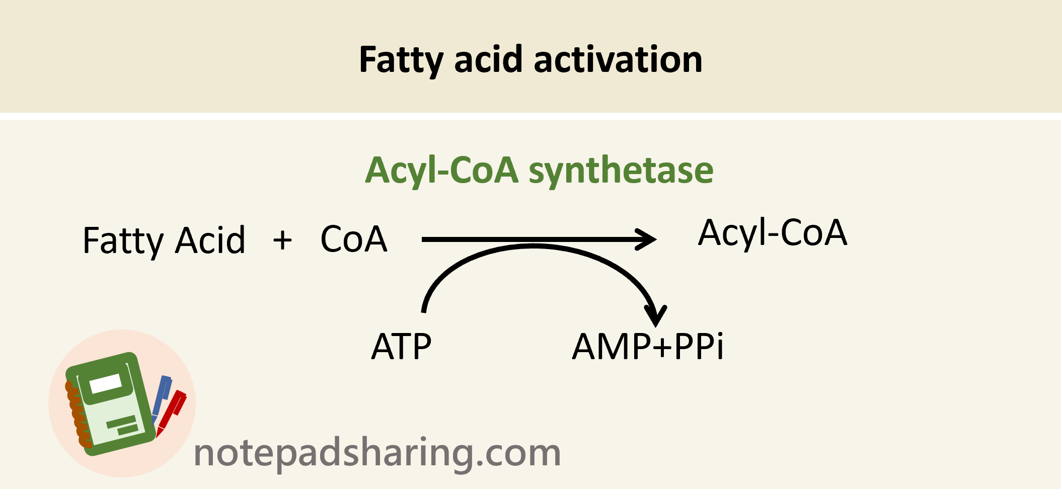 Fatty acid activation
