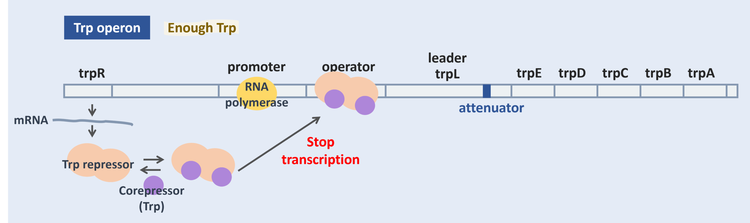 trp operon when there is enough trp, regulate by corepressor