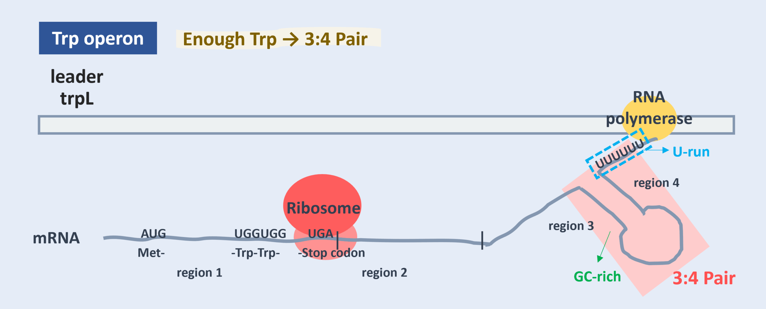 when there is enough trp, form the 3:4 pair, also called attenuator.