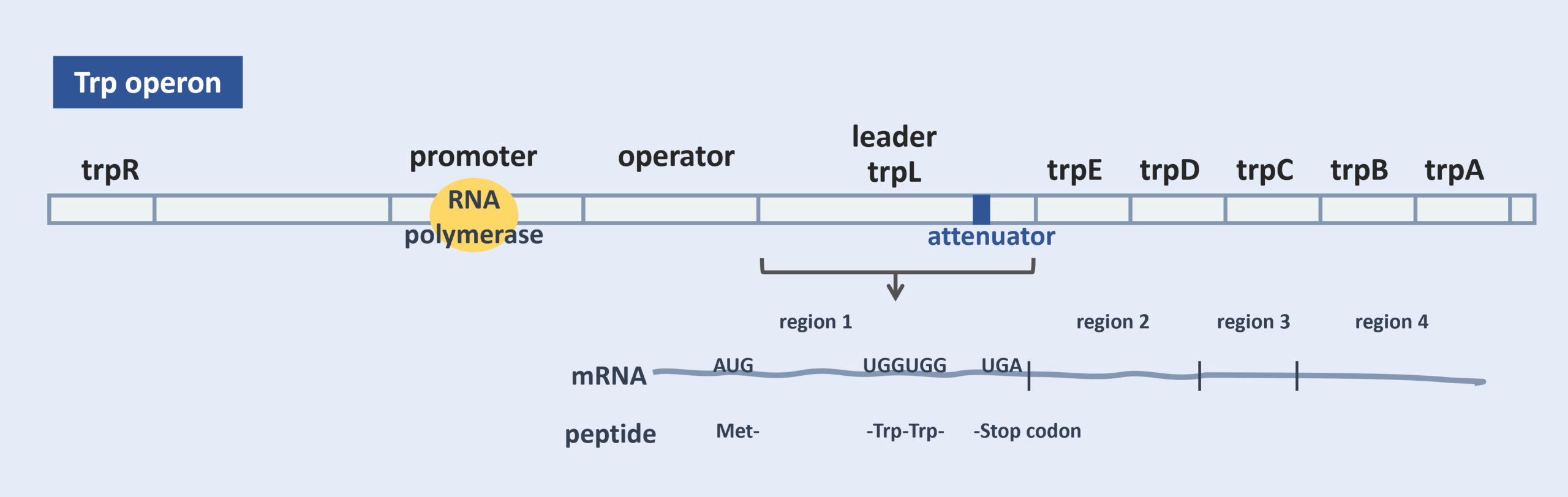 trp operon trpL leader