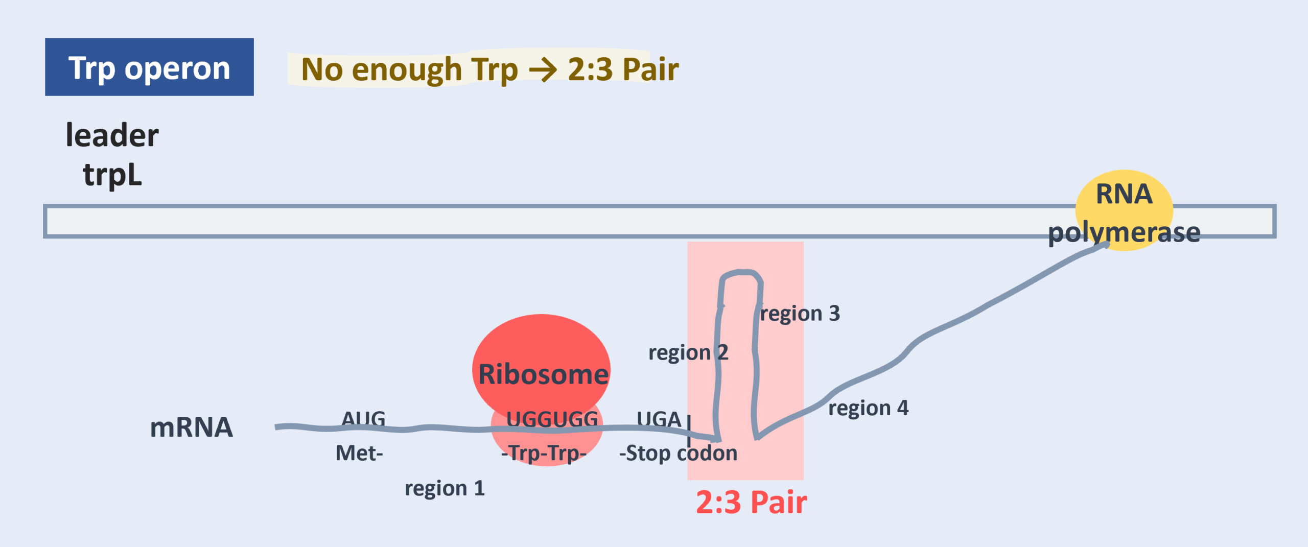 when there is no enough trp, form the 2:3 pair