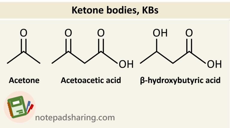 酮體(Ketone bodies, KBs)的合成與分解(重點+反應途徑) - 筆記共享網站