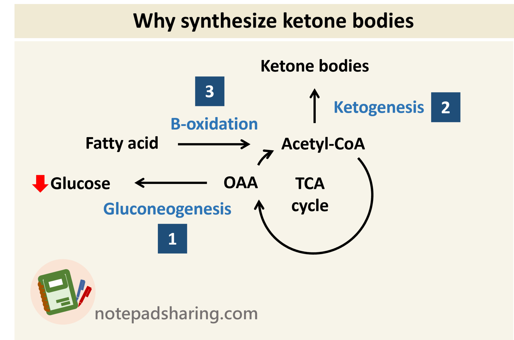 酮體(Ketone bodies, KBs)的合成與分解(重點+反應途徑) - 筆記共享網站