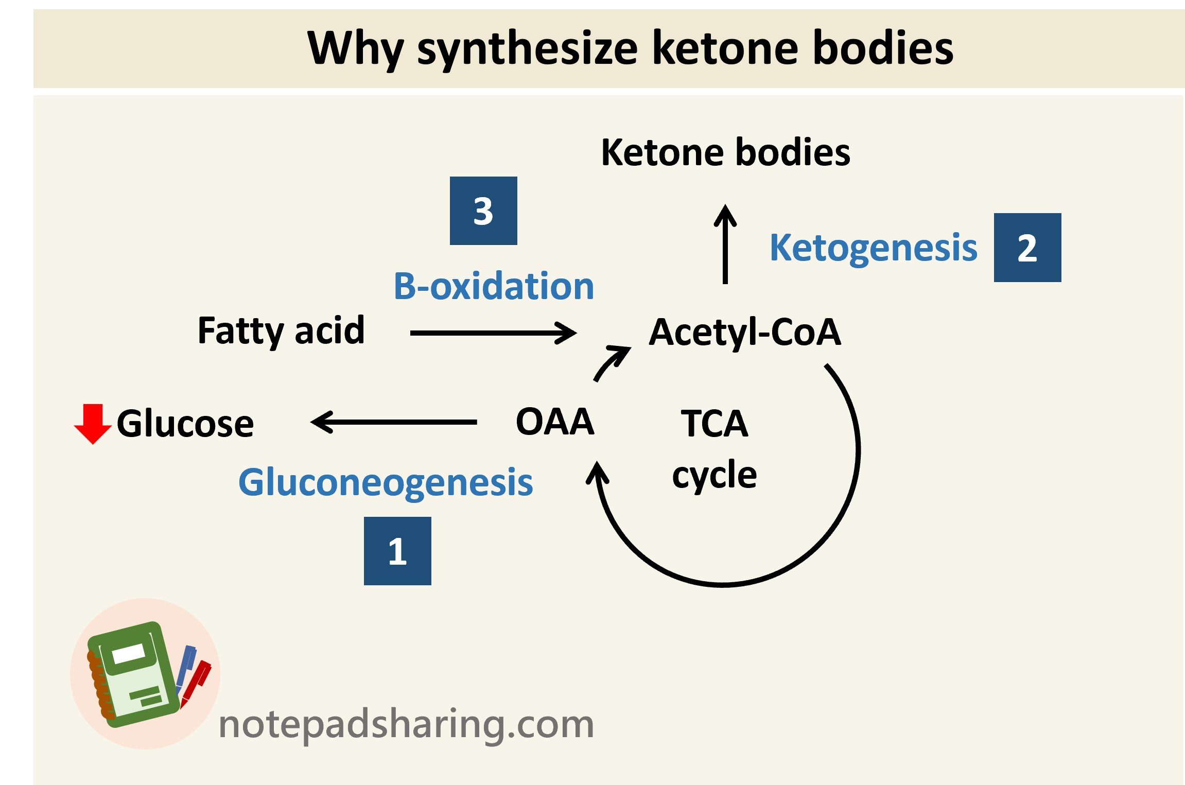 酮體(Ketone bodies, KBs)的合成與分解(重點+反應途徑) - 筆記共享網站