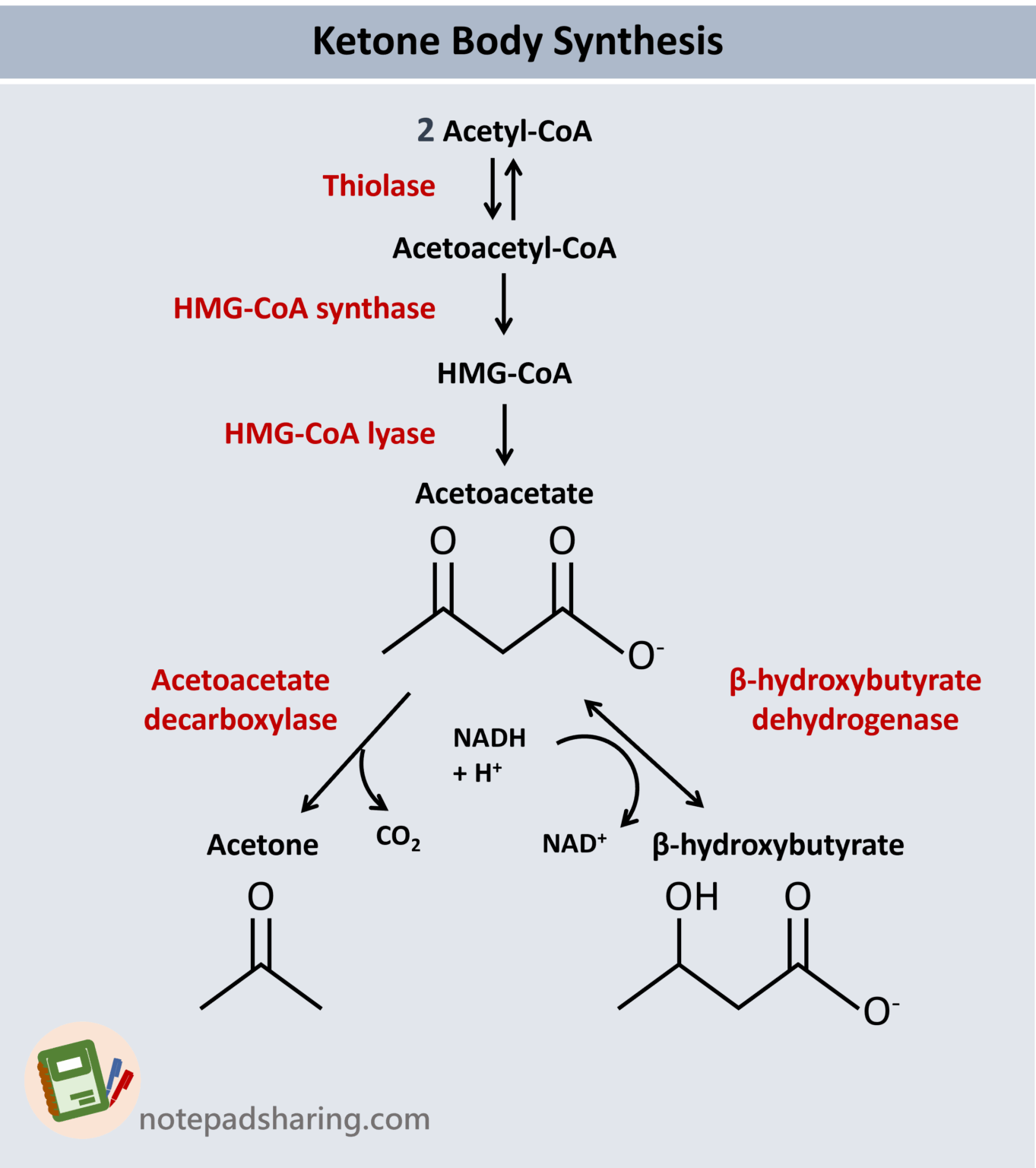 酮體(Ketone bodies, KBs)的合成與分解(重點+反應途徑) - 筆記共享網站