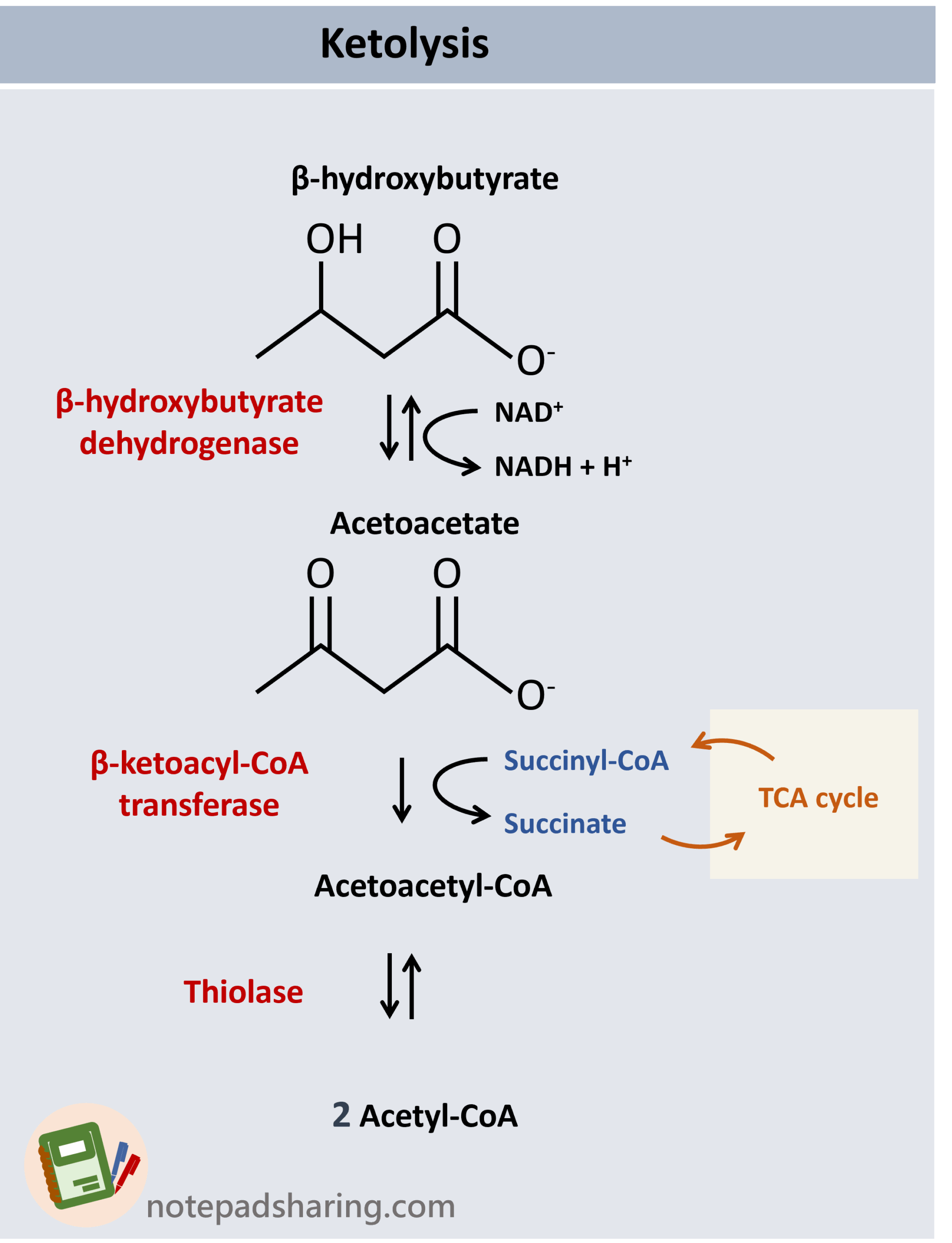 酮體(Ketone bodies, KBs)的合成與分解(重點+反應途徑) - 筆記共享網站